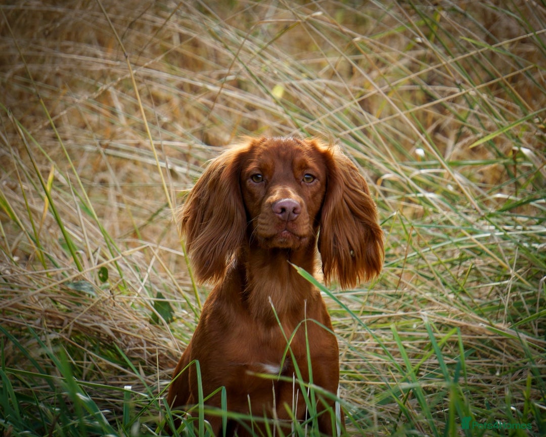Sprocker dogs for sale: Exceptional working-line puppies for loving homes! - Image 30