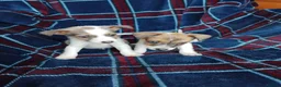 Jack Russell dogs for sale: Jack russell pups for sale - Advert 1