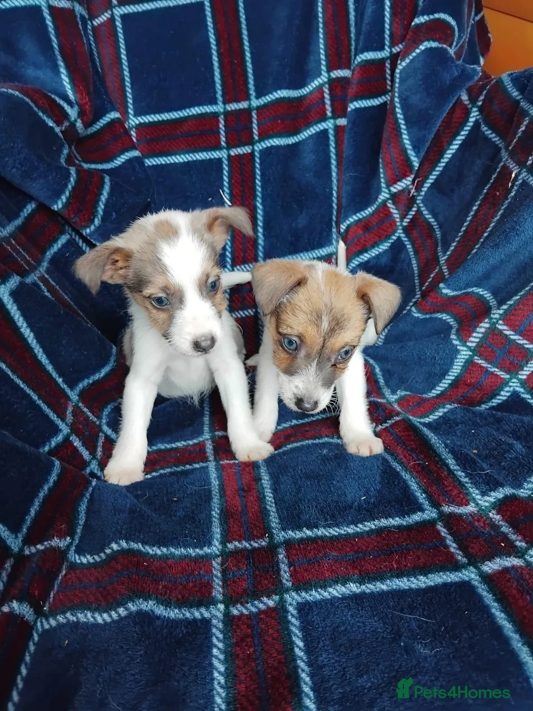 Jack Russell dogs for sale: Jack russell pups for sale - Advert 1