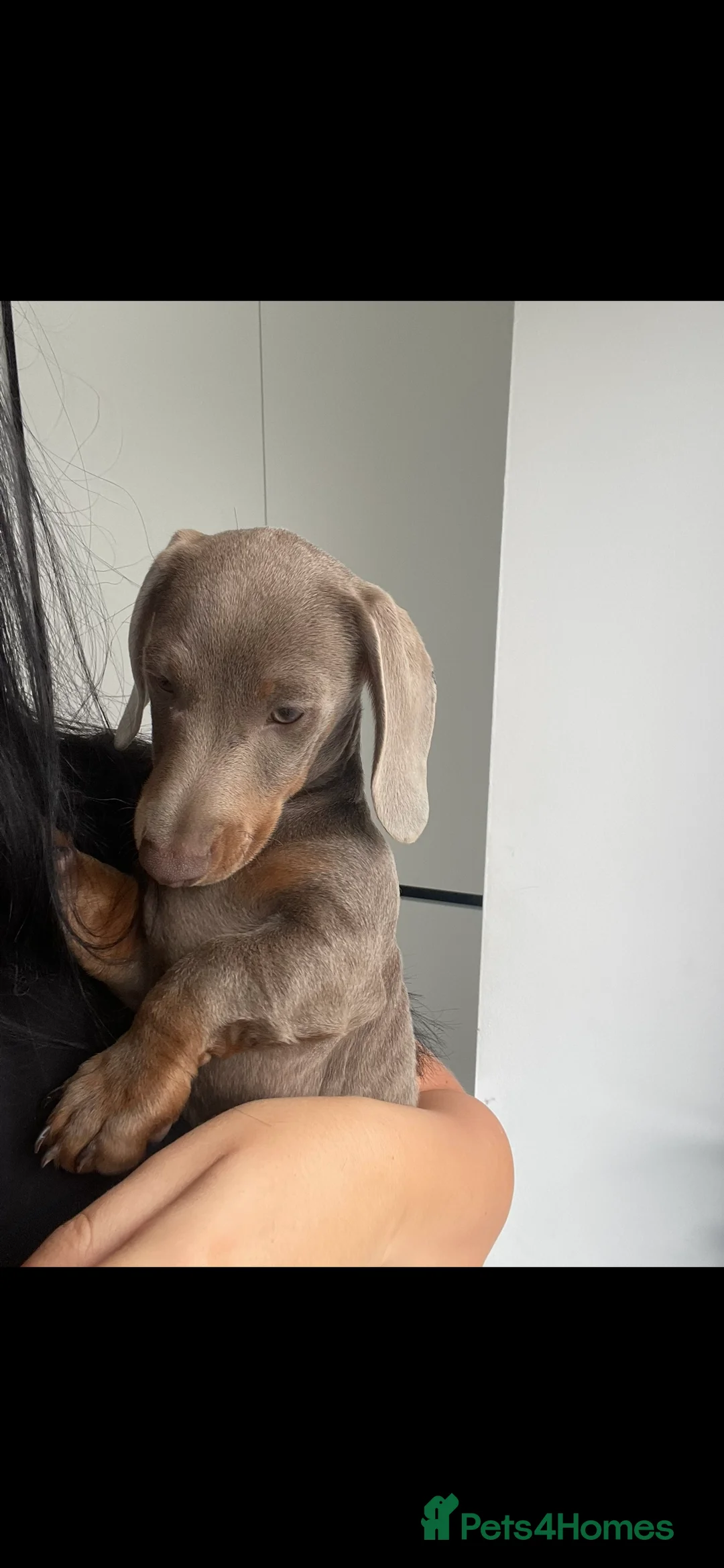 Miniature Dachshund dogs for stud: Stunning Dachounds for stud  - Advert 4