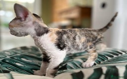 Devon Rex cats for sale: 🐾 Beautiful Devon Rex Kittens💕 - Image 27