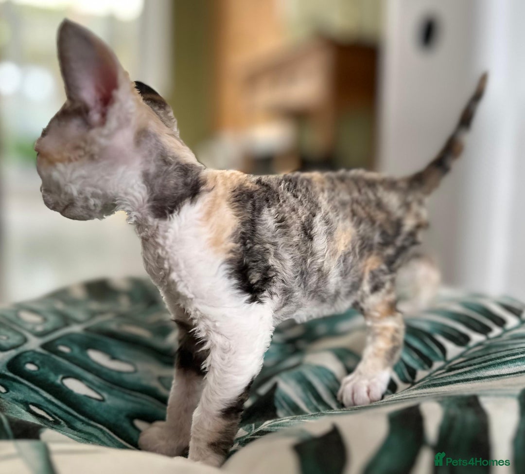 Devon Rex cats for sale: 🐾 Beautiful Devon Rex Kittens💕 - Image 27