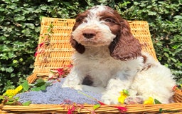 Cockapoo dogs for sale:  cockapoo puppies **READY GO GO** - Image 7