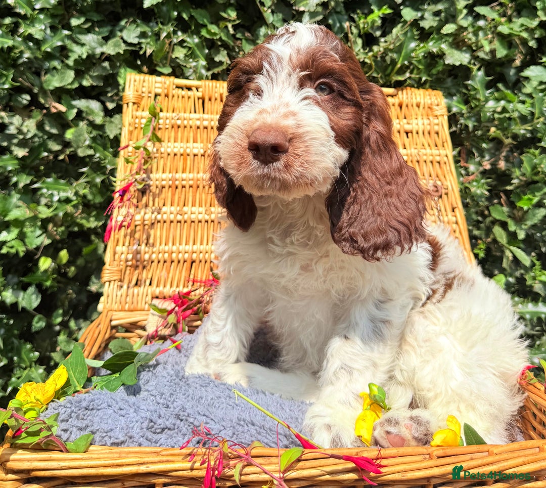 Cockapoo dogs for sale:  cockapoo puppies **READY GO GO** - Image 7