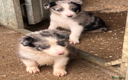 Border Collie dogs for sale: Blue Merle border collies - Image 2