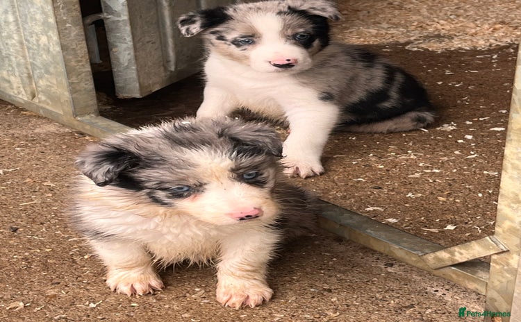 Border Collie dogs - Advert 12