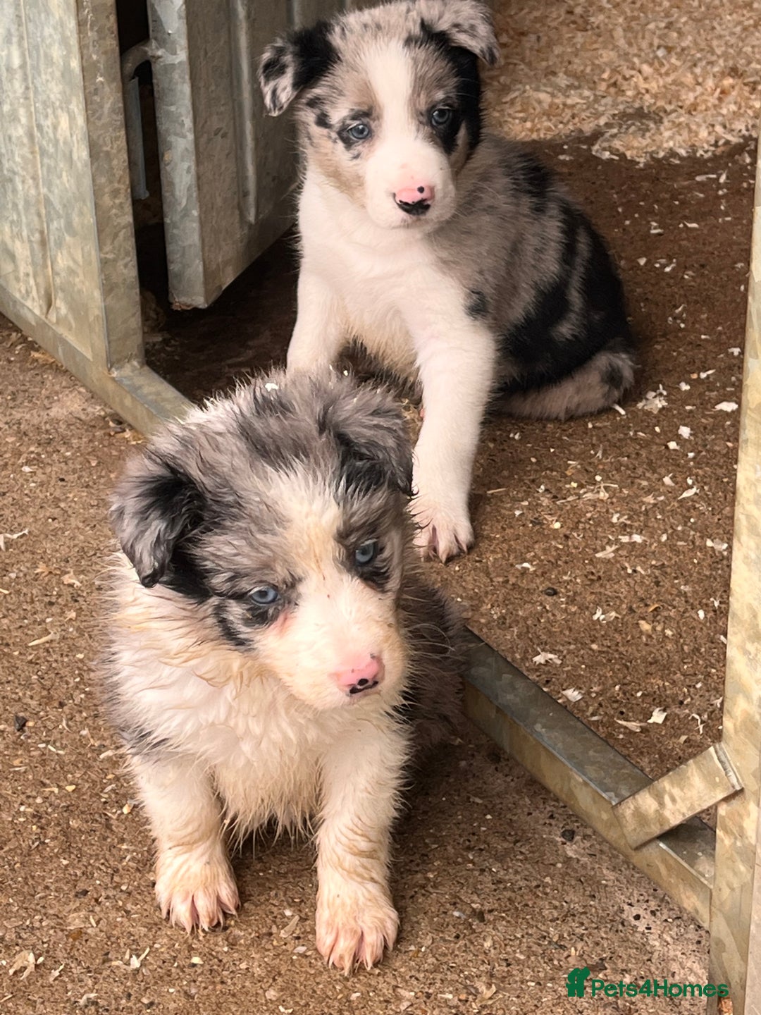 Border Collie dogs for sale: Blue Merle border collies - Image 2