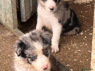 Border Collie dogs - Advert 4