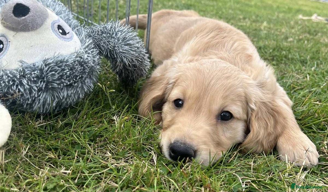 Golden Retriever dogs for sale: Beautiful KC Golden Retriever Puppies - Image 8
