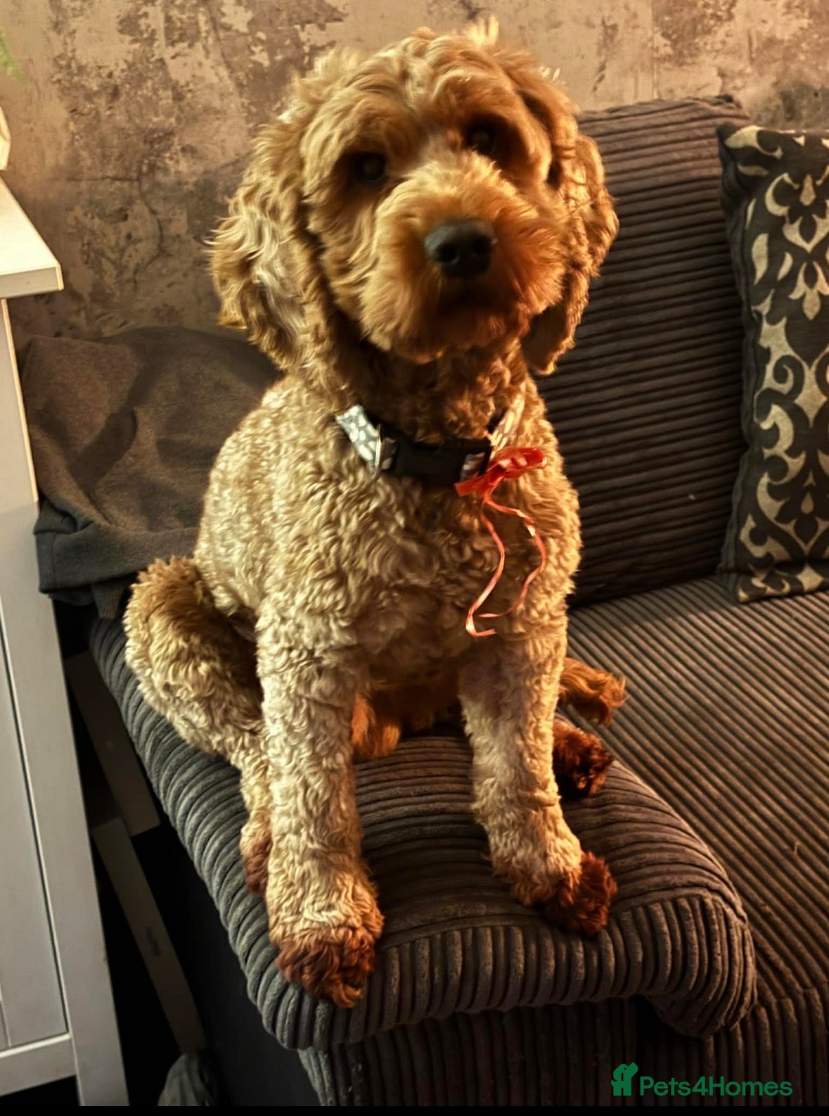 Cockapoo dogs Red cockapoo Moose available for stud  - Advert 1