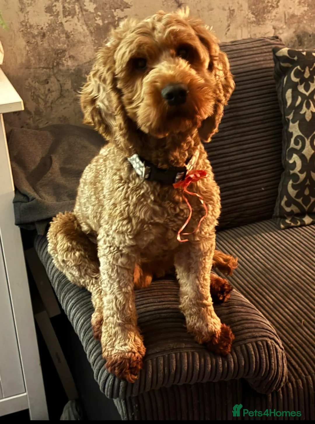 Cockapoo dogs for stud: Red cockapoo Moose available for stud  - Advert 1