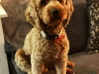 Cockapoo dogs Red cockapoo Moose available for stud - Advert 1