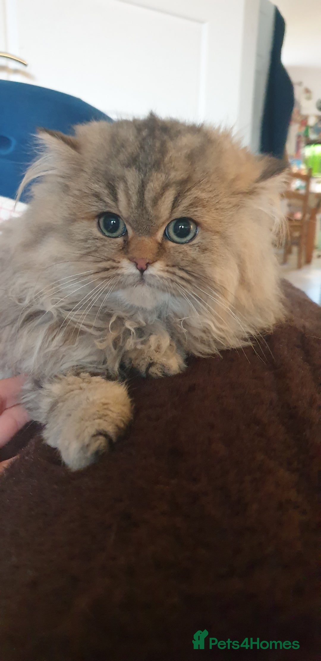 Persian cats for sale: 💖Beautiful Pedigree Chinchilla Persian Kittens. - Advert 7