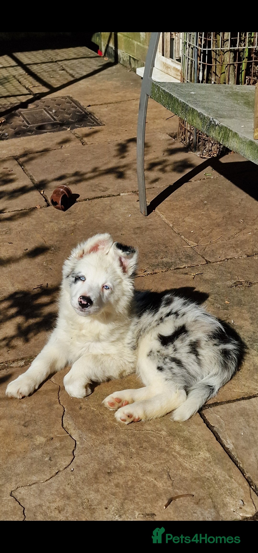 Border Collie dogs KC Registered Border Collies  - Advert 2