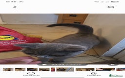 British Shorthair cats for sale: British short-hair  - Image 7
