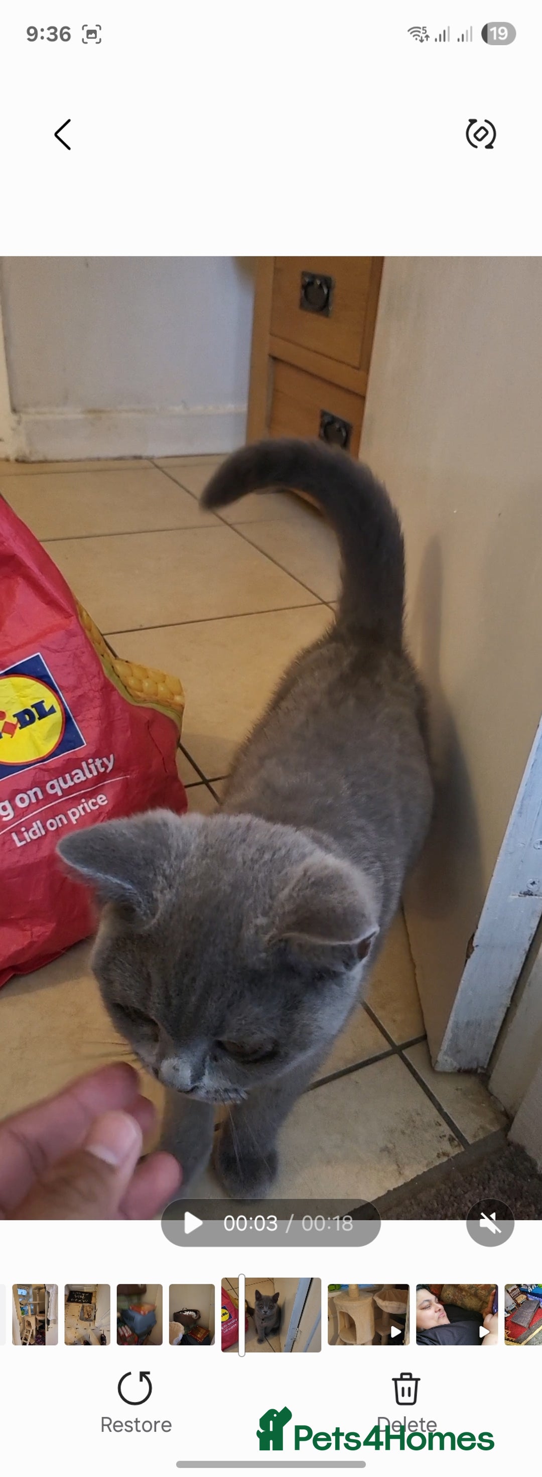 British Shorthair cats for sale: British short-hair  - Image 7