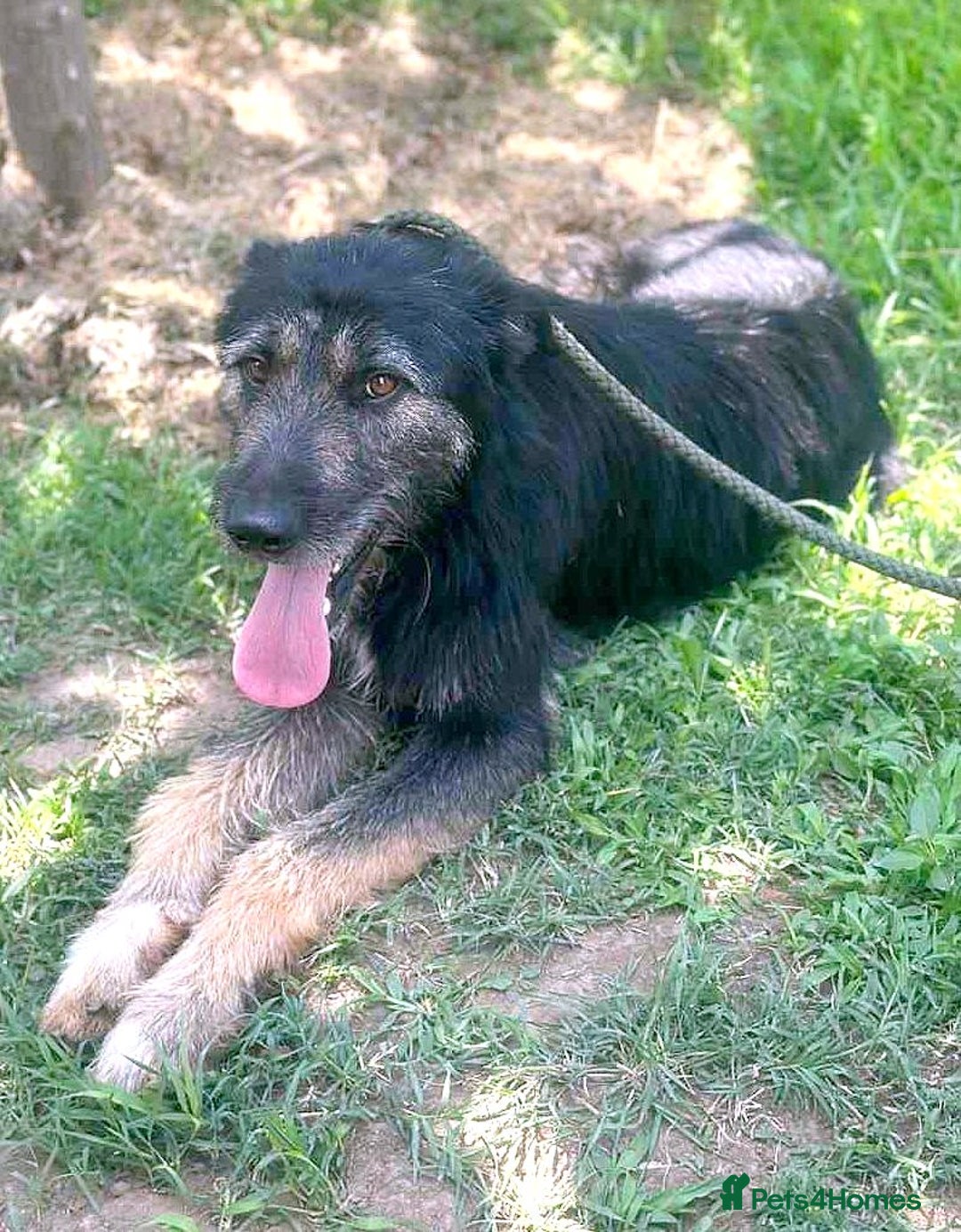 Mixed Breed dogs for adoption: Jules - a Lovely young boy for a Loving Home - Image 5