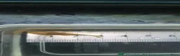 Plecos fish for sale: Beautiful Ancistrus in Croydon. - Advert 4