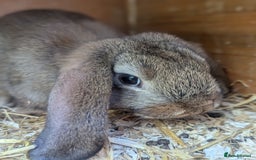 Mixed Breed rabbits for sale: 4 baby rabbits - Image 2
