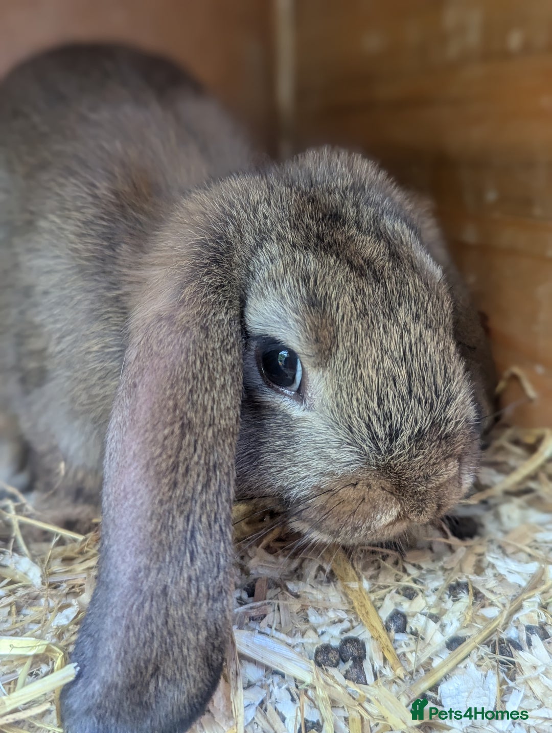 Mixed Breed rabbits for sale: 4 baby rabbits - Image 2