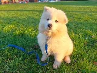 Samoyed dogs 🌟 Exceptional KC bear-faced Samoyed pups 🌟 - Advert 1