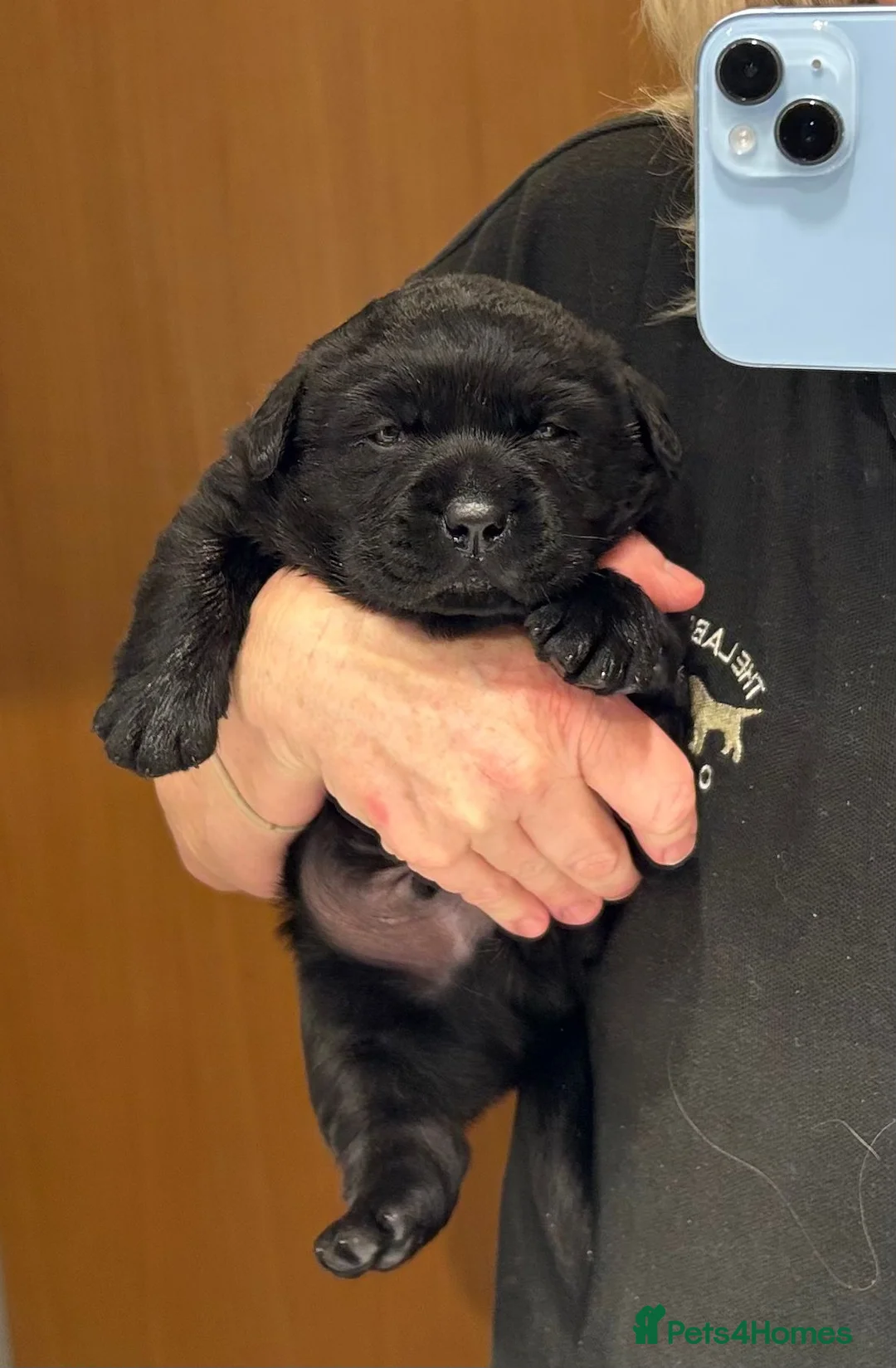 Labrador Retriever dogs for sale: Beautiful Loving Boy Looking for his Forever Home - Advert 9