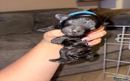 Mixed Breed dogs for sale: Gorgeous sprockerpoo puppies 🐶 - Image 5