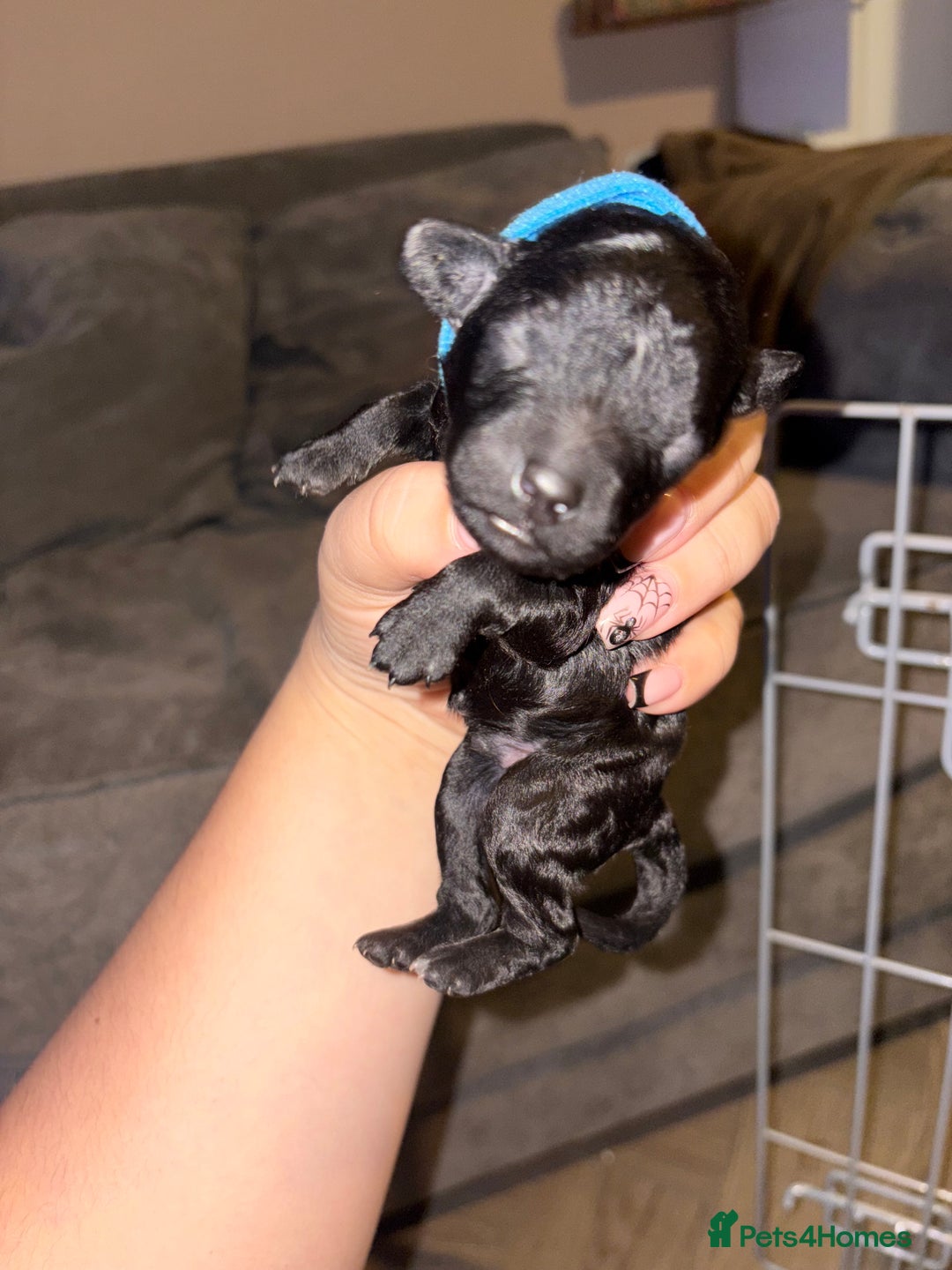 Mixed Breed dogs for sale: Gorgeous sprockerpoo puppies 🐶 - Image 5