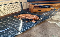 Cavapoo dogs for sale: Extensively Health Tested Cavapoo Puppies  - Image 20