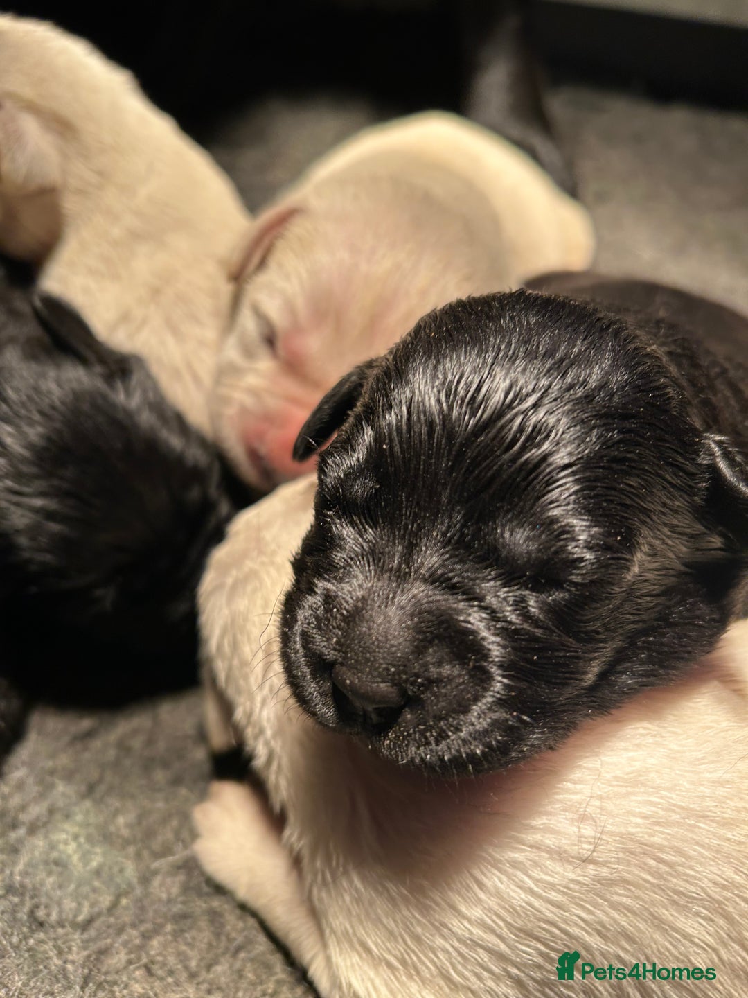 Labrador Retriever dogs for sale:  Kc reg Show type labrador puppies  - Advert 7