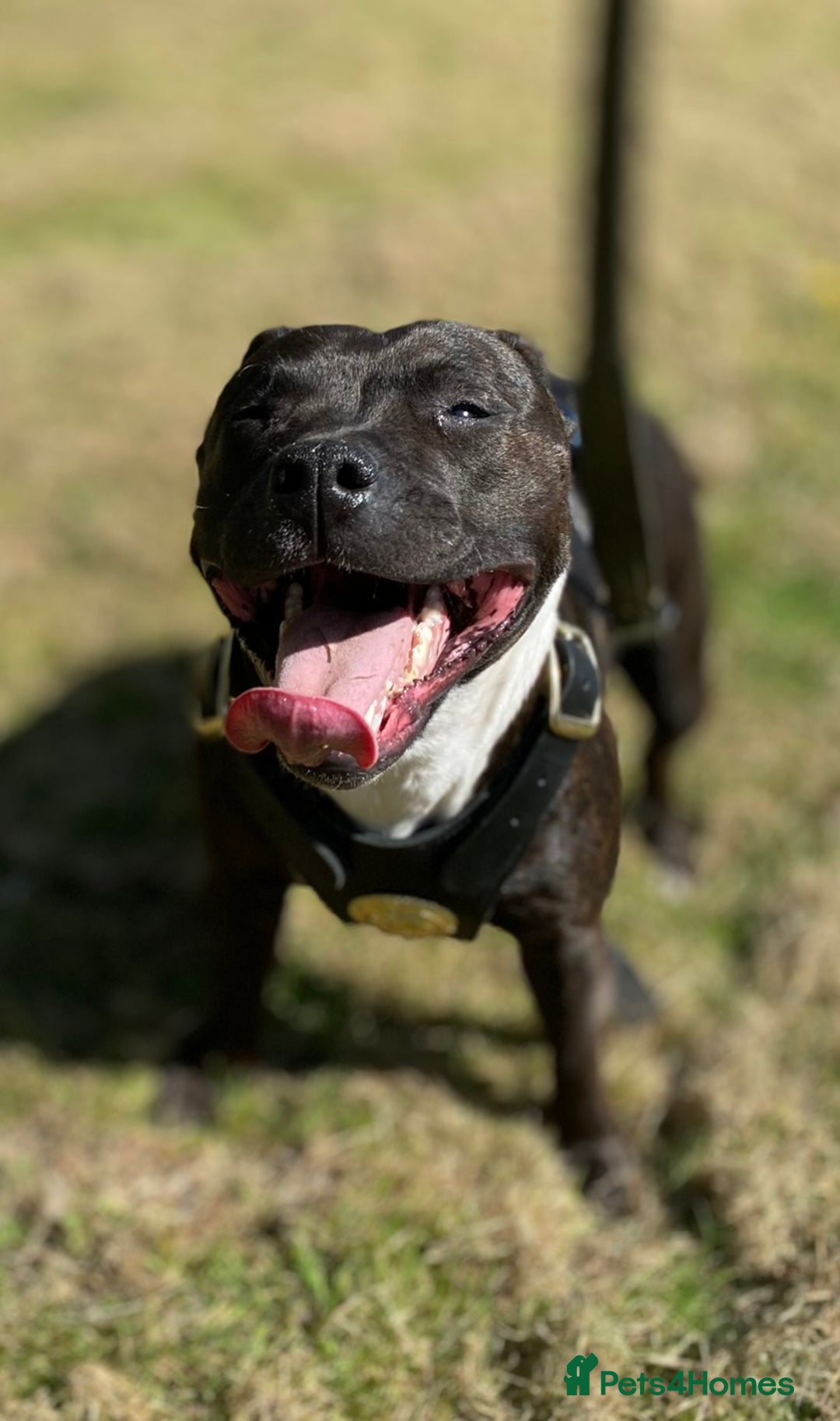 Staffordshire Bull Terrier dogs for stud: Quality STUD carries blue, red and tri gene  - Advert 14