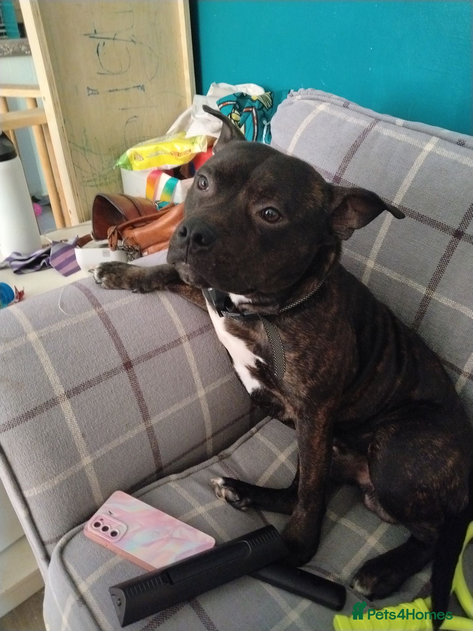 Staffordshire Bull Terrier dogs 14 month old male staffy  - Advert 5