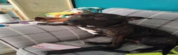 Staffordshire Bull Terrier dogs for sale: 14 month old male staffy  in Ryton - Advert 1