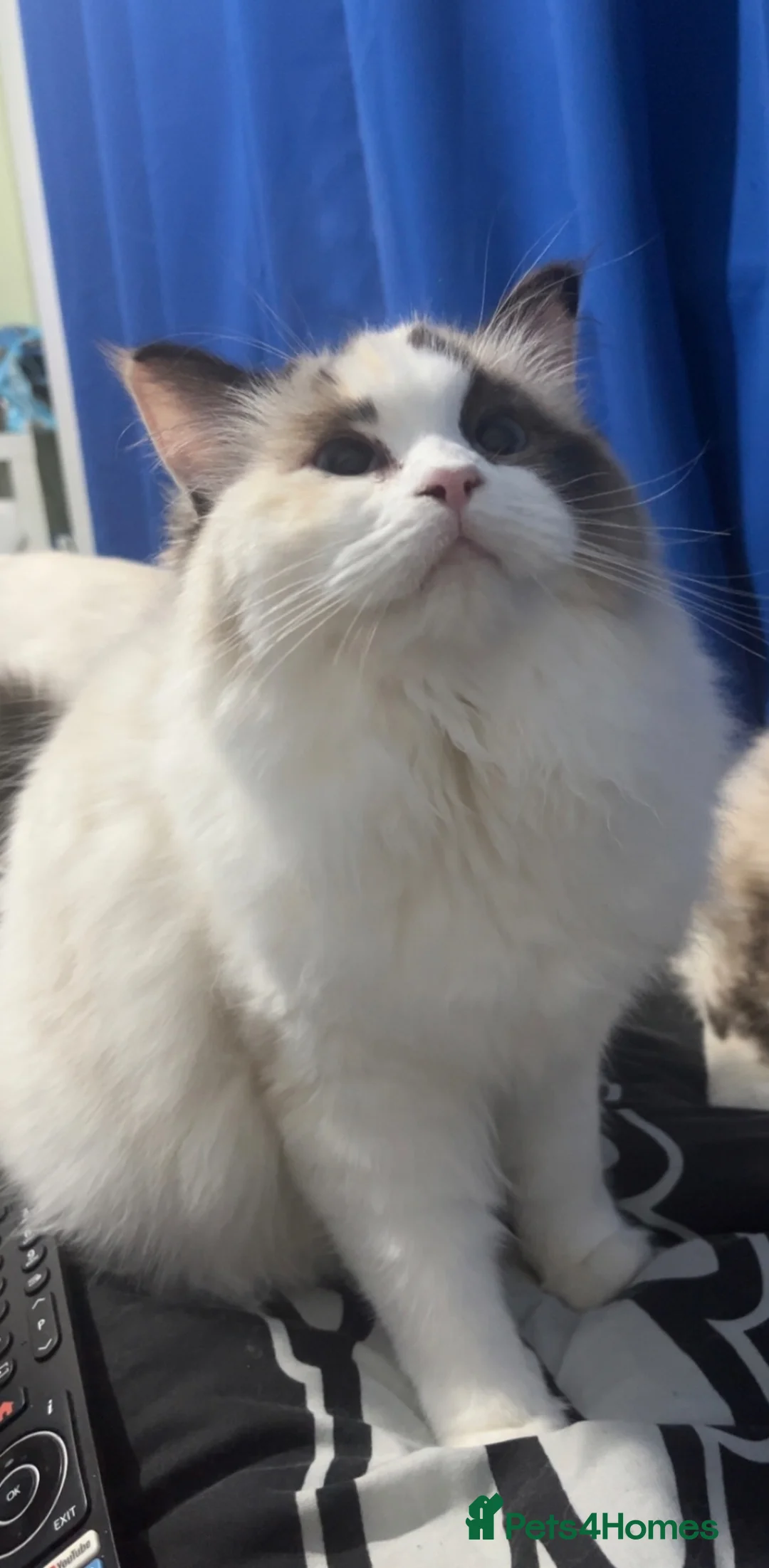 Ragdoll cats for sale: 4 full pedigree ragdoll kittens  - Advert 11
