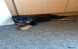 Rottweiler dogs for sale: KC Champion blood lines Rottweiler puppies  - Image 6