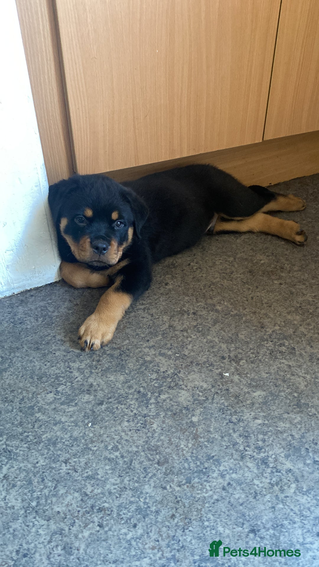 Rottweiler dogs for sale: KC Champion blood lines Rottweiler puppies  - Image 6