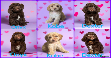 Cockapoo dogs - Advert 4