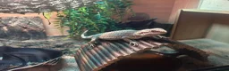 Bearded Dragon reptiles for sale: Hypo Bearded Dragon Juvenile  in Didcot - Advert 1