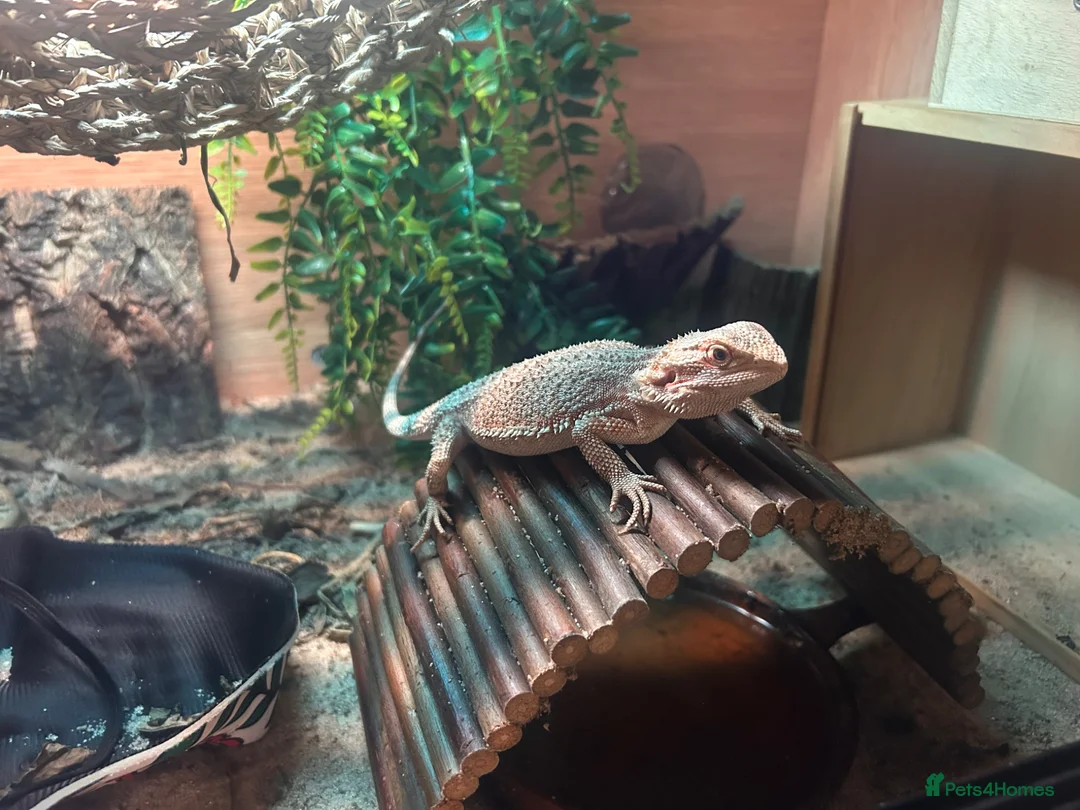 Bearded Dragon reptiles for sale: Hypo Bearded Dragon Juvenile  in Didcot - Advert 1