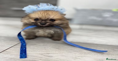 Pomeranian dogs - Advert 4