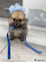 Pomeranian dogs - Advert 4