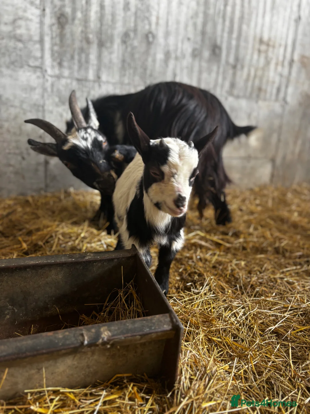 Goats livestock for sale: Nanny Pygmy goat and her son at foot  - Advert 2