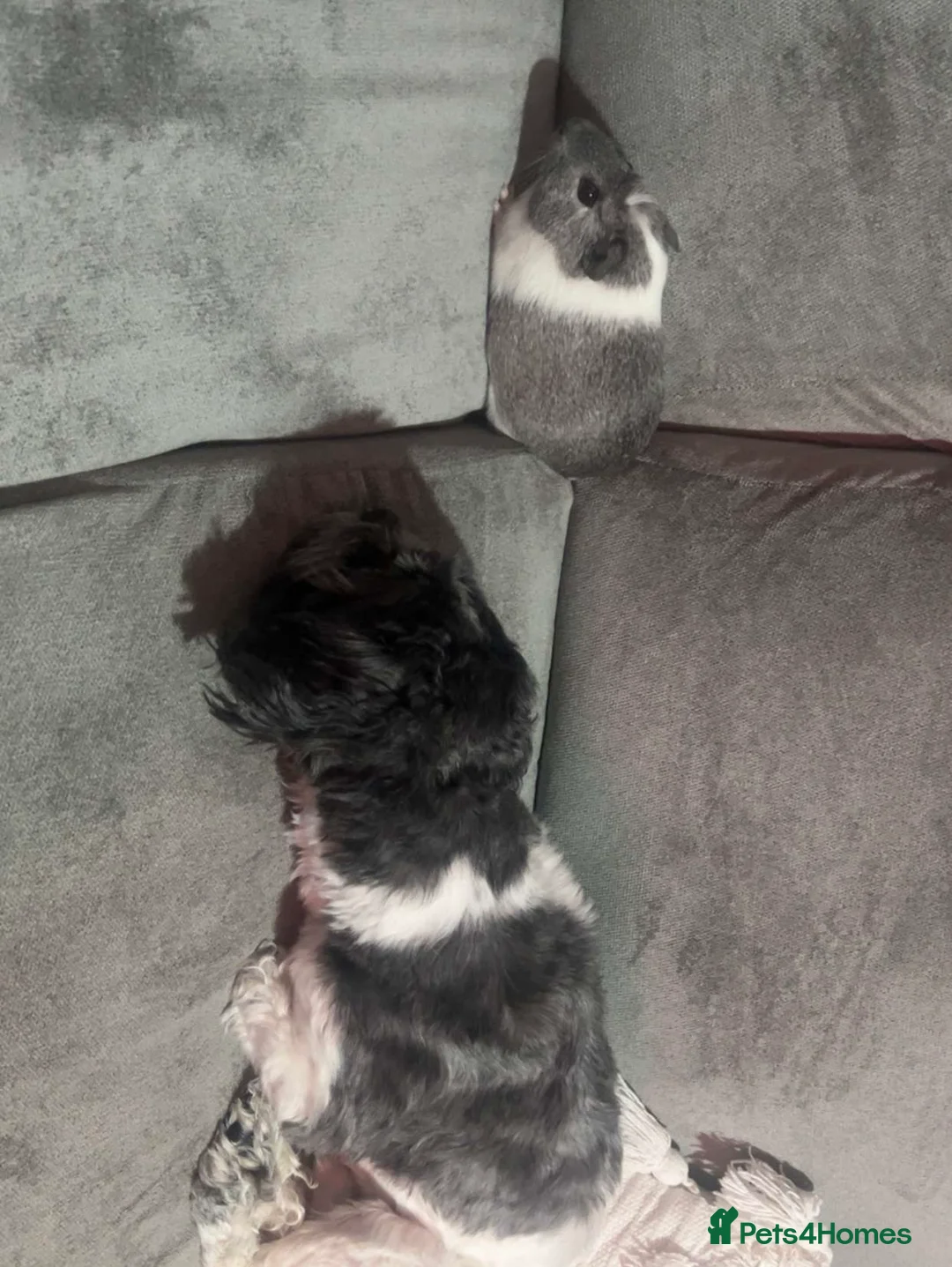 Guinea Pig rodents for sale: 2x Guinea pigs  in Corby - Advert 4