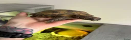 Tortoise reptiles for sale: 5 year old tortoise to be rehomed  - Advert 2