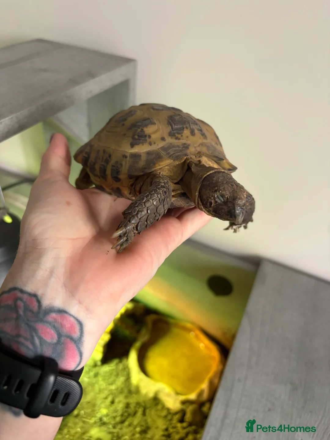 Tortoise reptiles for sale: 5 year old tortoise to be rehomed  - Advert 2