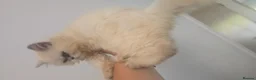 Ragdoll cats for sale: X2 ragdoll x kittens  - Advert 9