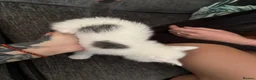 Mixed Breed cats for sale: 1 Beautiful Kitten Looking for her Forever home  in Southampton - Advert 7