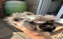 Guinea Pig rodents for sale: 3 Handsome male baby guinea pigs. - Image 13