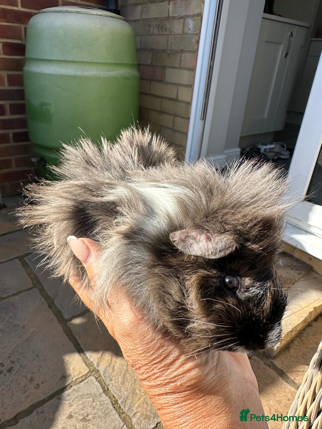 Guinea Pig rodents for sale: 3 Handsome male baby guinea pigs. - Image 13