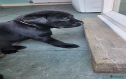 Labrador Retriever dogs for sale: Family bred Labrador puppies - Image 10
